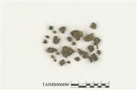 藏品(囊果蘚屬)的圖片